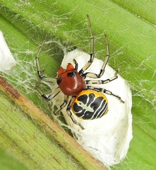 Camaricus nigrotesselatus