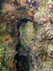 Scyllarides latus