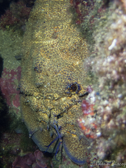 Scyllarides latus