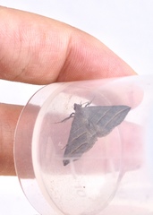 Colobochyla salicalis