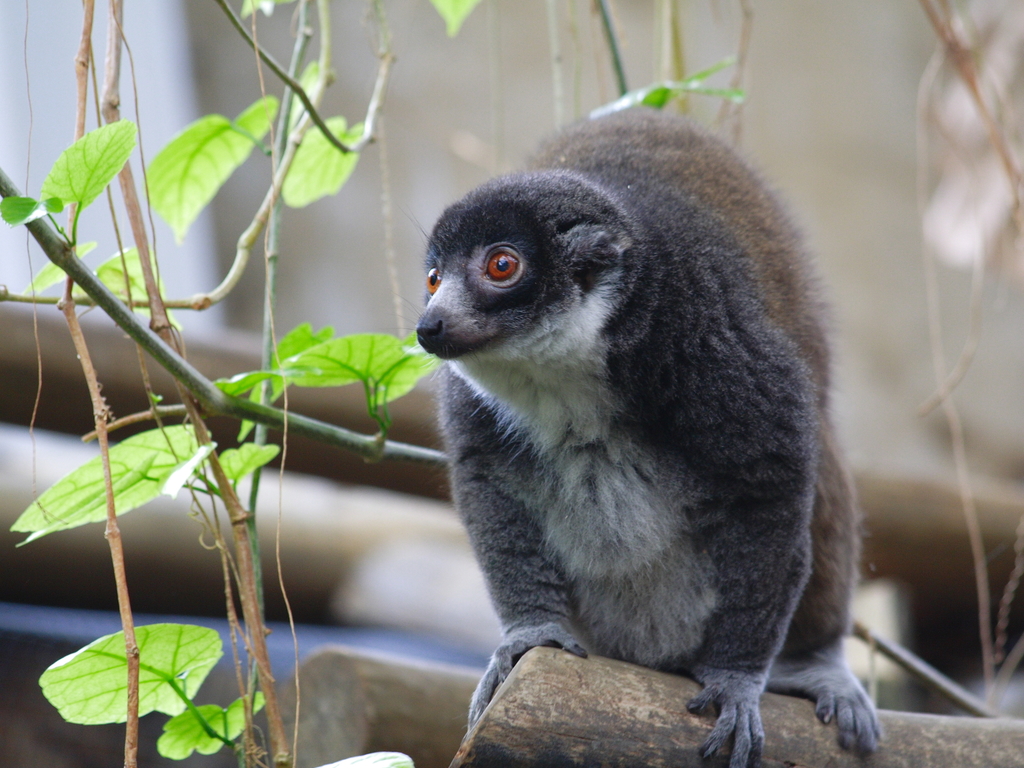 Mongoose Lemur