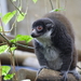 Mongoose Lemur - Photo (c) Michelle Tribe, some rights reserved (CC BY)