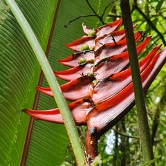 Heliconia lankesteri