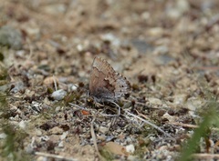 Callophrys irus