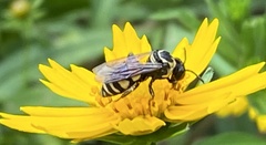 Triepeolus remigatus
