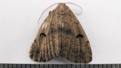 Phalaenostola hanhami