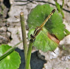 Erythrodiplax nigricans