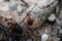Pheidole pilifera