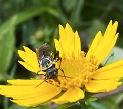 Triepeolus remigatus