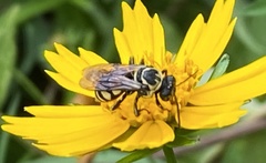 Triepeolus remigatus