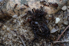 Pheidole pilifera
