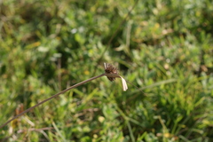 Cyperus brevis