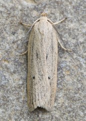 Gonioterma mistrella