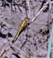 Erythrodiplax nigricans