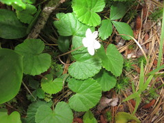 Rubus repens