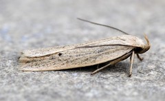 Gonioterma mistrella