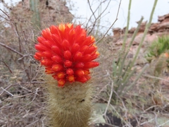 Micranthocereus flaviflorus