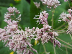 Zadontomerus