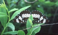 Neptis rivularis