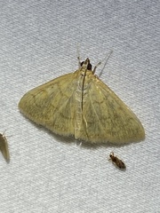 Crocidophora tuberculalis