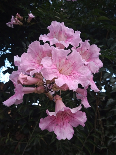 Representative image of Podranea ricasoliana