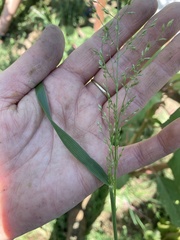 Eragrostis pectinacea pectinacea