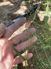 Eragrostis pectinacea pectinacea
