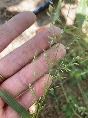 Eragrostis pectinacea pectinacea