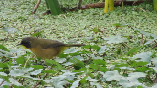 Black-polled Yellowthroat (Geothlypis speciosa), photo 2