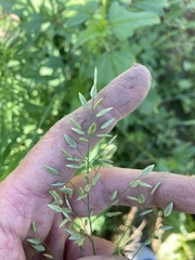 Eragrostis pectinacea pectinacea