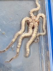 Ophiocoma echinata