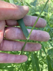 Eragrostis pectinacea pectinacea