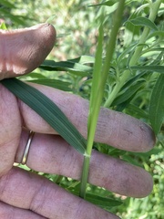 Eragrostis pectinacea pectinacea