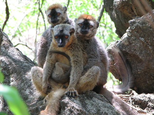 Common Brown Lemur