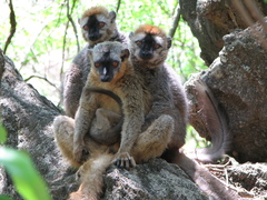 Brown Lemur photo 2