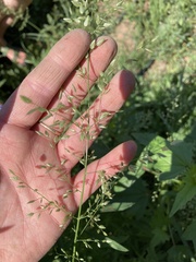 Eragrostis pectinacea pectinacea