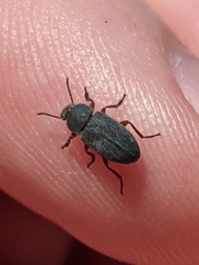 Blapstinus discolor