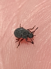 Blapstinus discolor