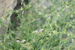 Bombus melanurus