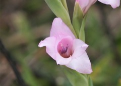 Gladiolus ochroleucus