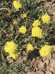 Eriogonum flavum