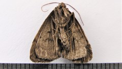 Phalaenostola hanhami