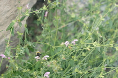 Bombus melanurus