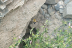 Bombus melanurus