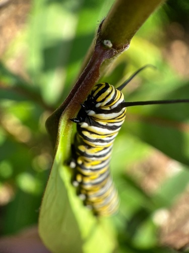 Monarch photographed in Ohio