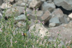 Bombus melanurus