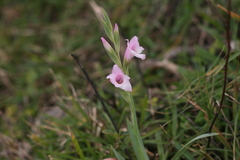 Gladiolus ochroleucus