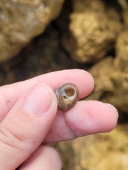 Agathistoma fasciatum