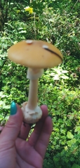 Gemmatae