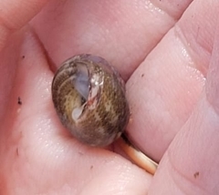 Agathistoma fasciatum